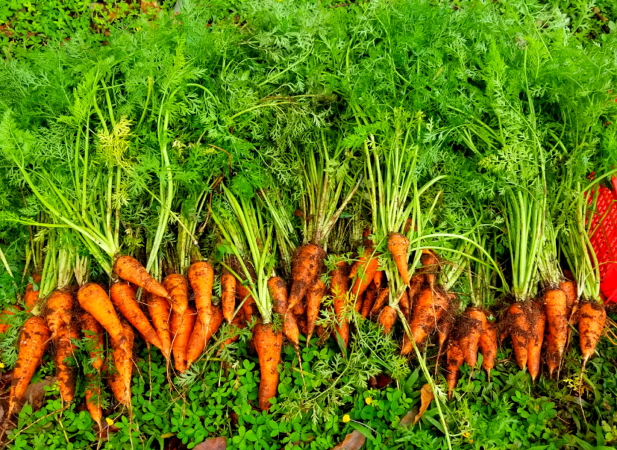 🥕🥕🥕ORGANIC CARROTS – BioPhap